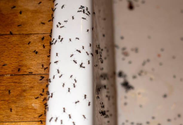 Best Pest Inspection Near Me  in Saratoga Springs, UT